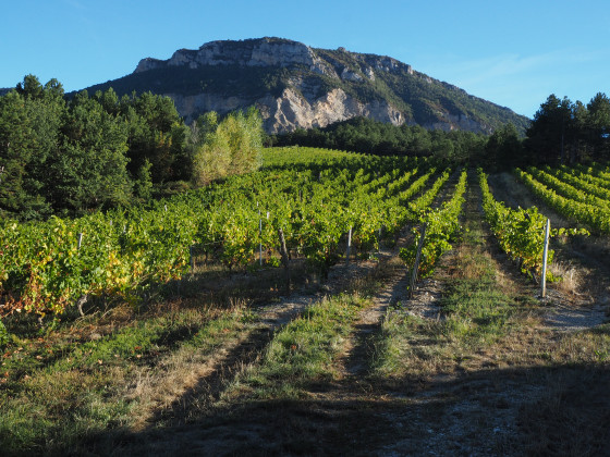 vignes de Chatillon