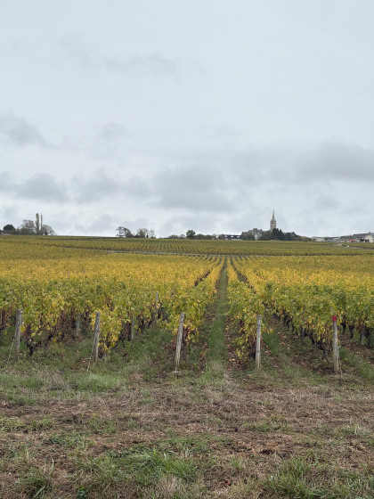 Vignes de Saint-Andelain