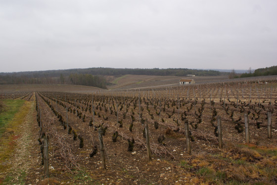 Vignes des Riceys