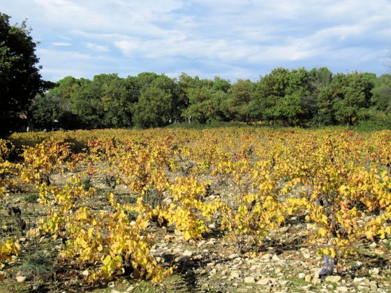 Vignes en automne