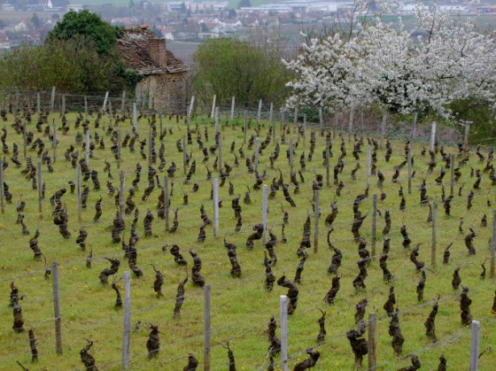 vignes en bio à Gevrey Chambertin