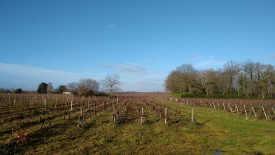 vignes en hiver