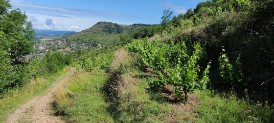 Vignes en restanque