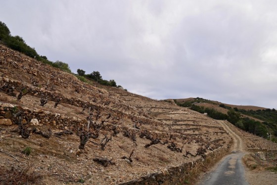 Vignes en terrasses