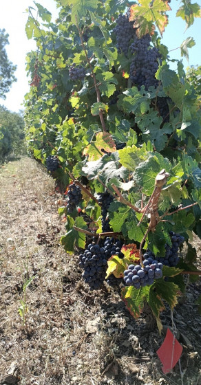 Vignes - Entre Loire et Vignoble &agrave; Drain