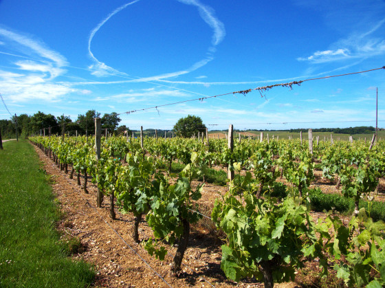 vignes et ciel