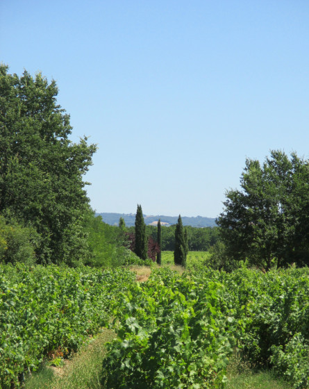 Vignes et Cyprès