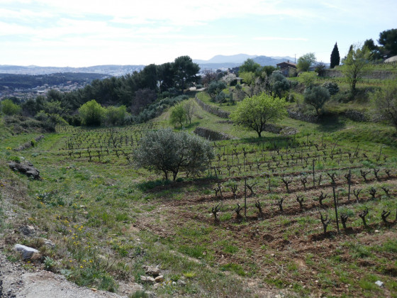 Vignes et restanques, doux paysage dans le vallon du Castellas