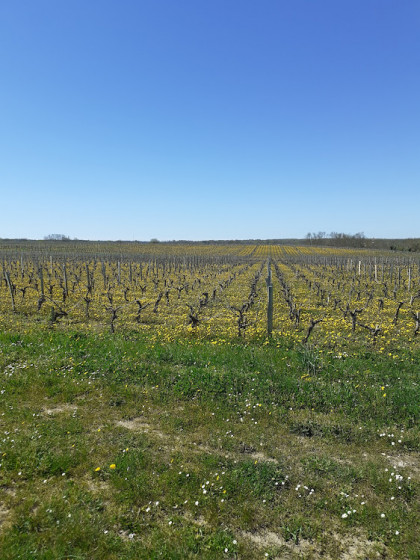 Vignes fleuries