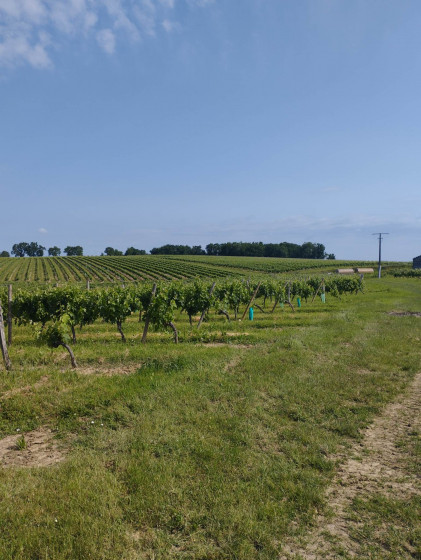 Vignes Saint Quentin de Caplong