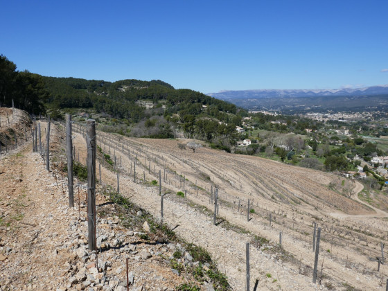 Vignes
