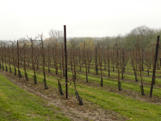Vignes