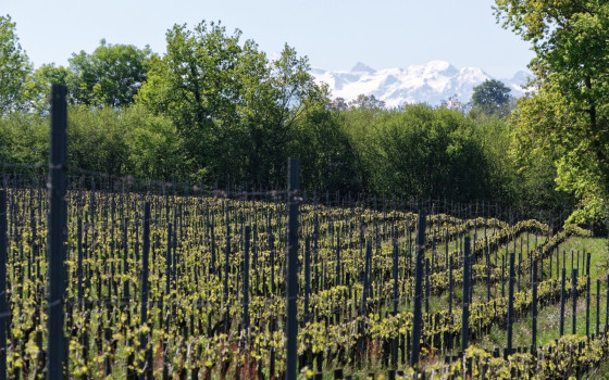 Vignes