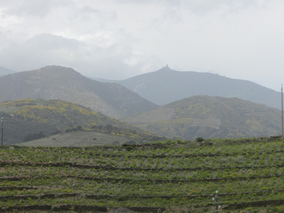 vignes