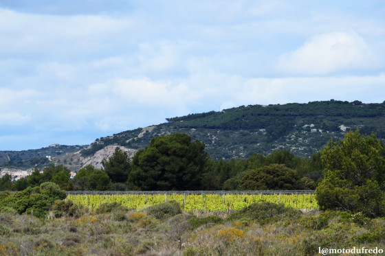 Vignes