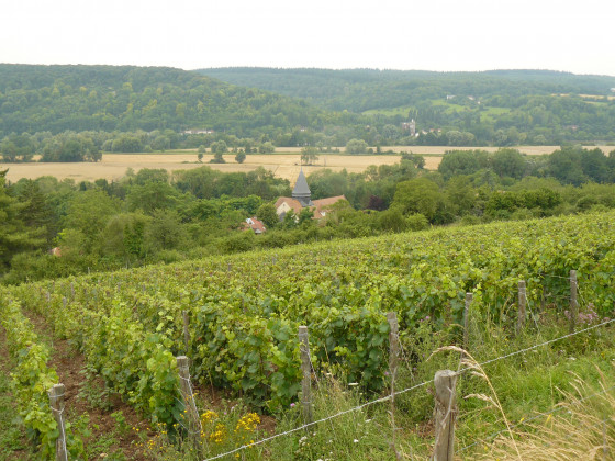 Vignes