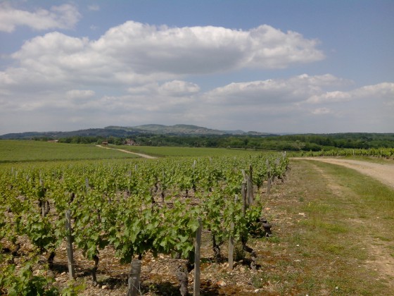 Vignes