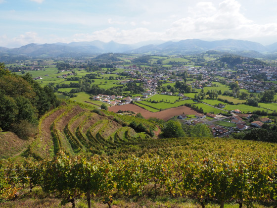 Vignes