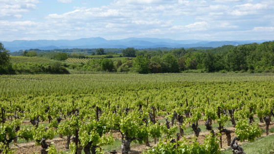Vignes