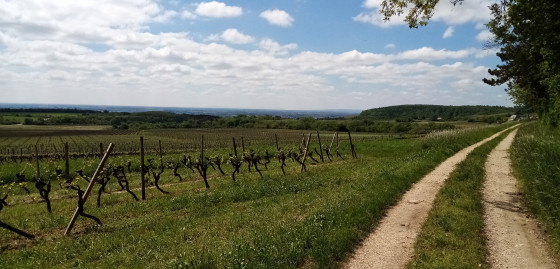 Vignes