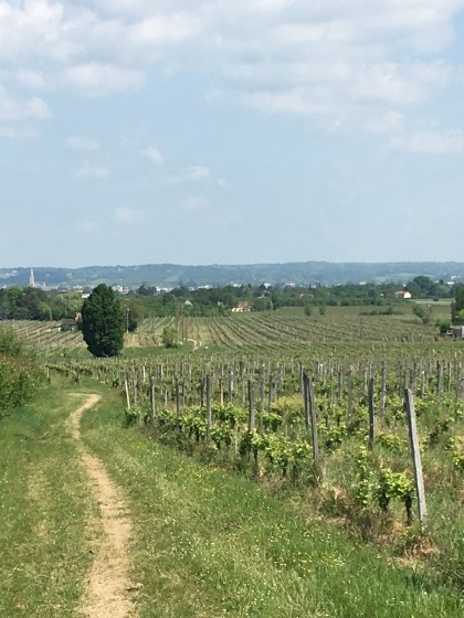 Vignes