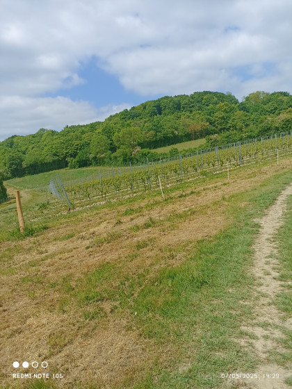 Vignes