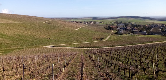 Vignoble