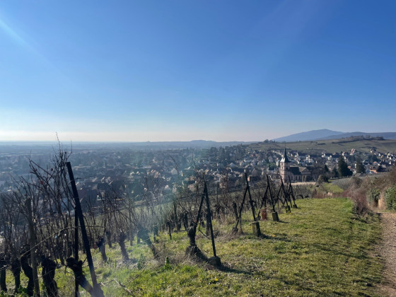 Vignoble de Barr