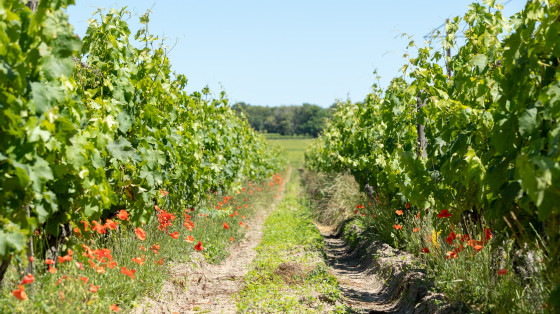 Vignoble de Bourgueil