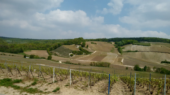 Vignoble de Champagne