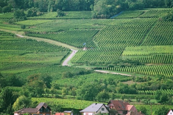 Vignoble de Molsheim
