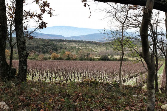Vignoble Demeter