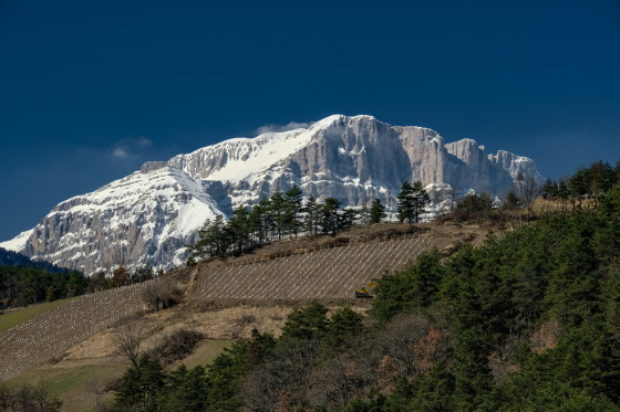 Vignoble du Trièves sur fond de Grand Veymont