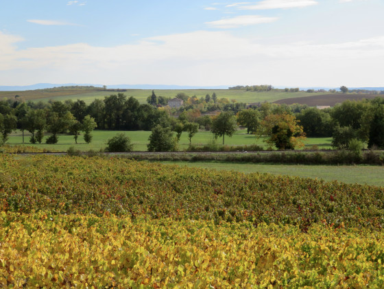 Vignoble en automne