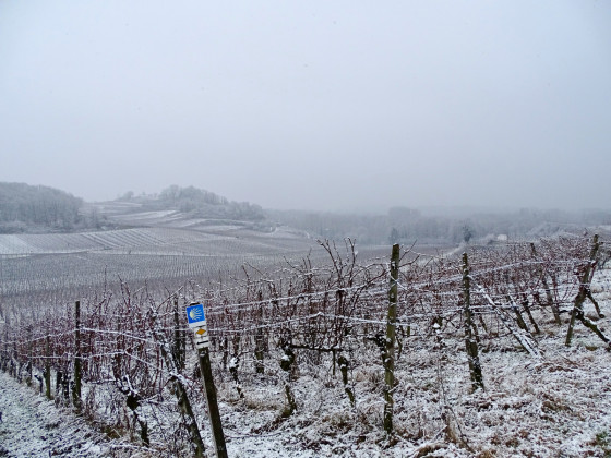 Vignoble enneigé du Limberg et balisage Losange Jaune