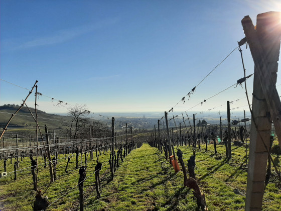 Vignoble haut-rhinois