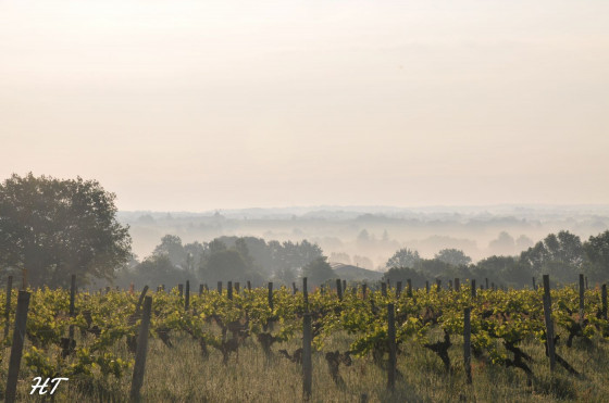 Vignoble