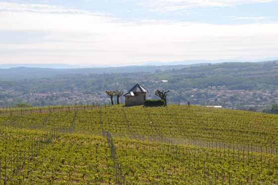 Vignoble