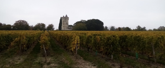 Vignoble
