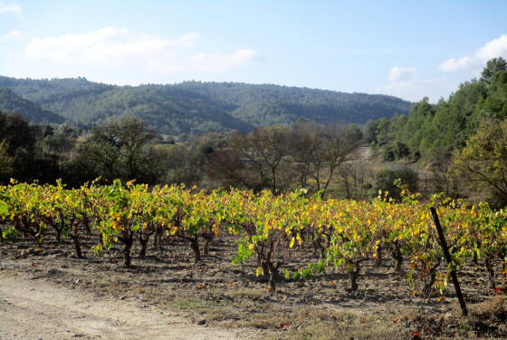 Vignoble