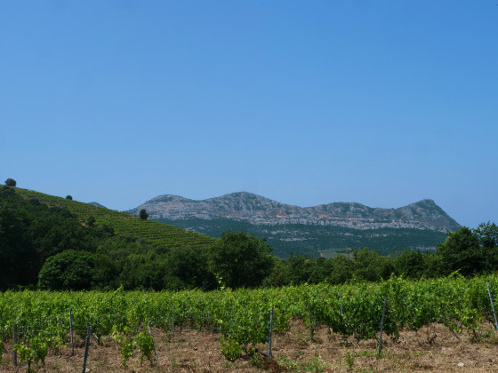 Vignoble