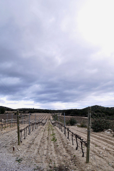Vignoble