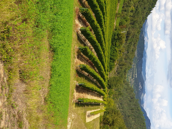 Vignobles avant vendanges