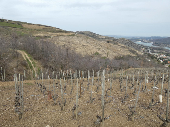 Vignobles