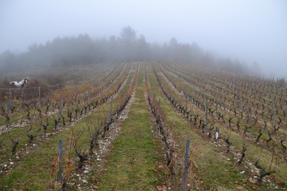 Vignobles
