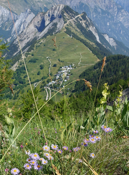 Villard-Reymond et asters