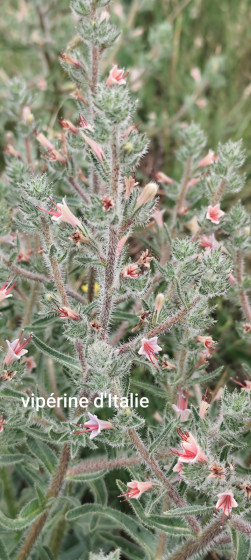 vip&eacute;rine d'Italie