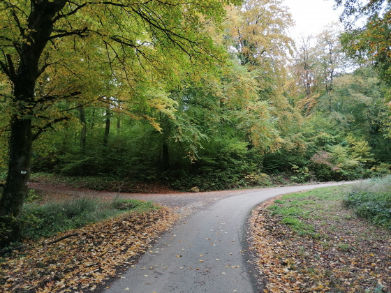 Virage en épingle de la route forestière