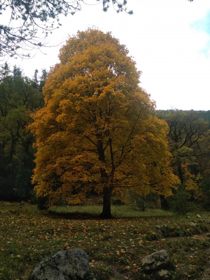 Voici les couleurs de l\'automne