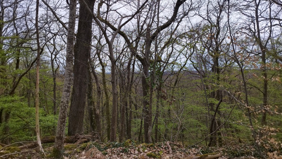Vue sur la forêt de Fontainebleau